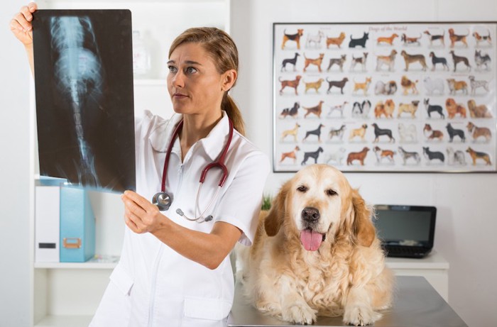 レントゲンを見る獣医師と犬