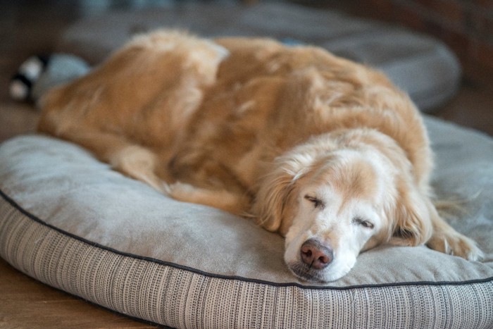 犬用ベッドで眠る犬