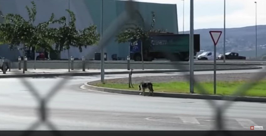 路上を歩く犬