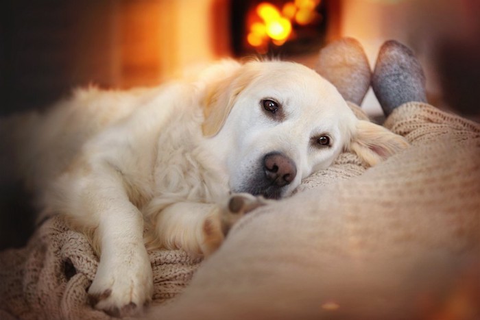 暖炉の前で飼い主に寄り添って眠る犬