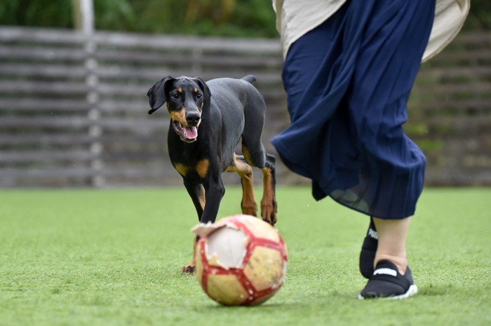 一緒にボールで遊ぶ女性と犬