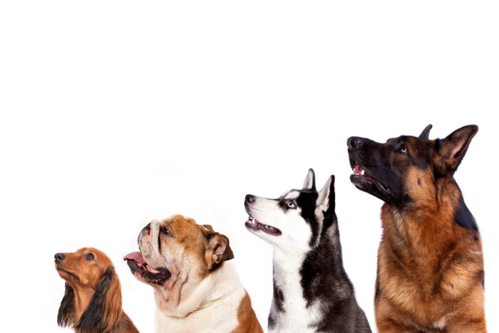 見上げる8犬種の犬たち