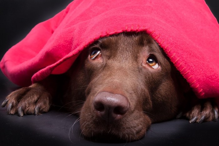 赤い布を頭にかけた犬