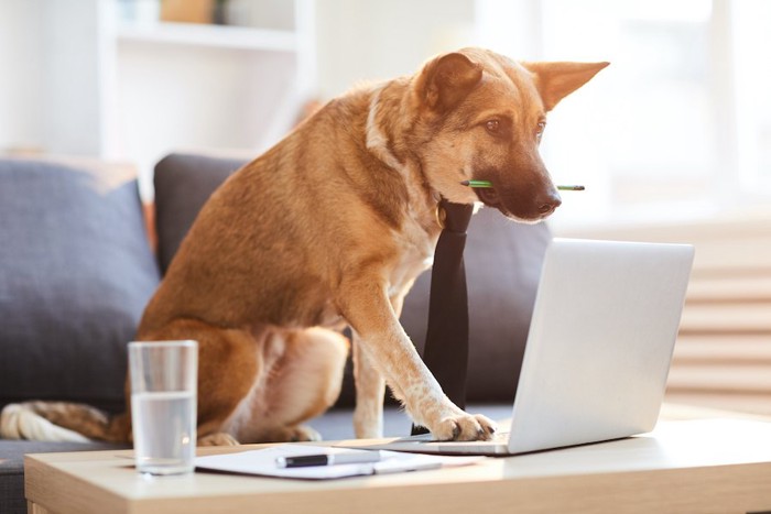パソコンで調べ物をする犬