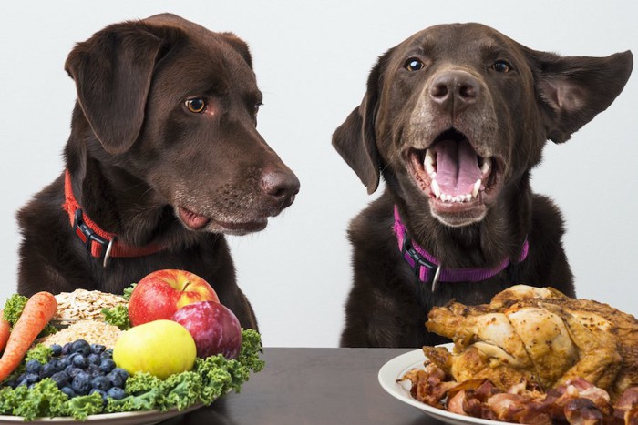 お肉や野菜がのったお皿と2頭の黒い犬