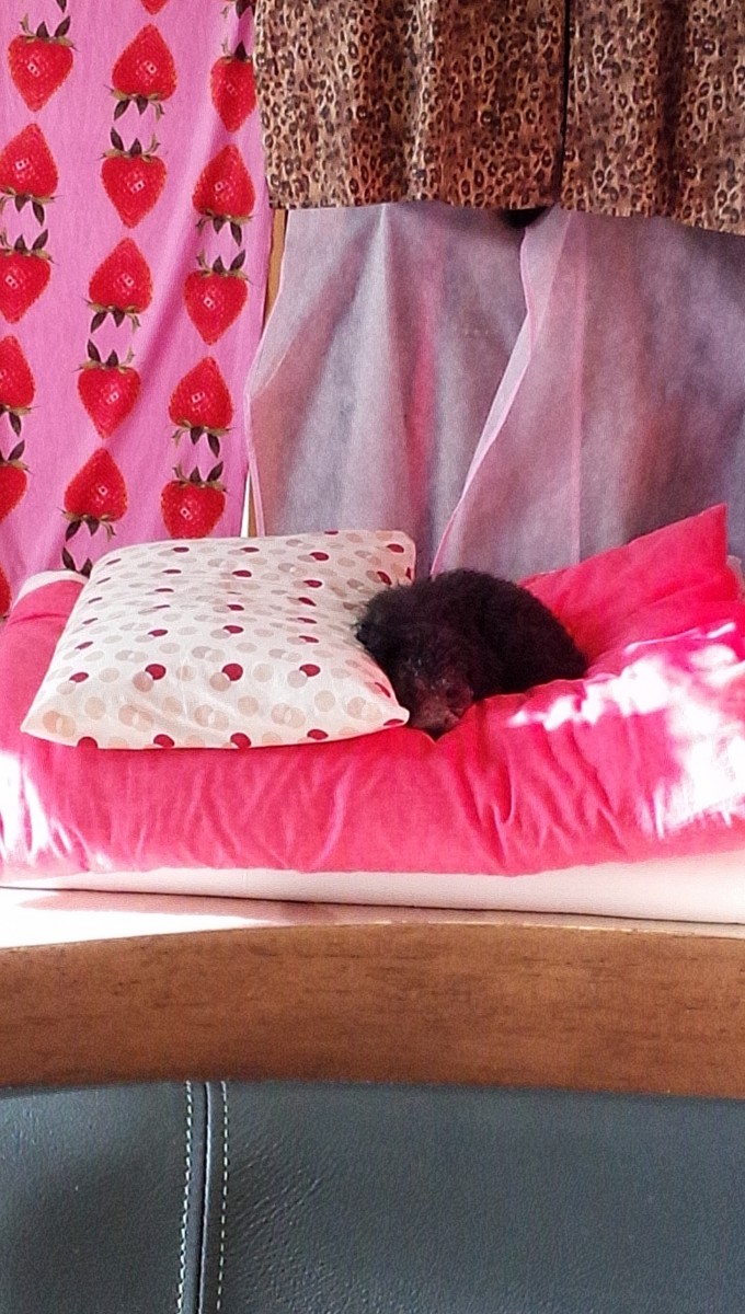 ピンクの布団で寝る犬