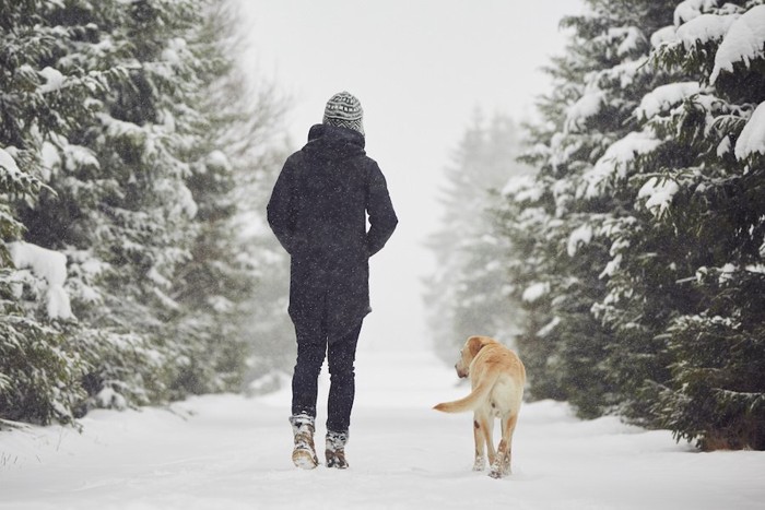 飼い主と一緒に雪の中を歩く犬