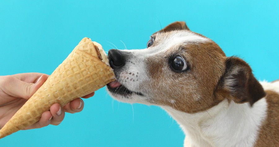 アイスを食べる犬