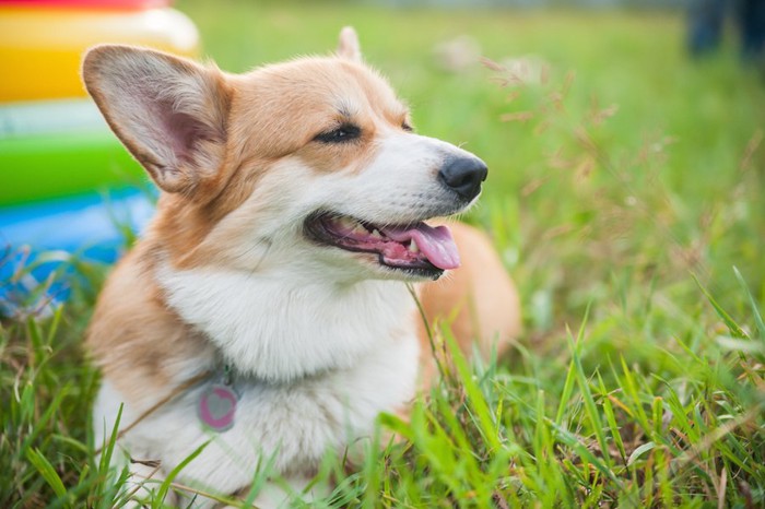 芝生の上で幸せな表情をする犬