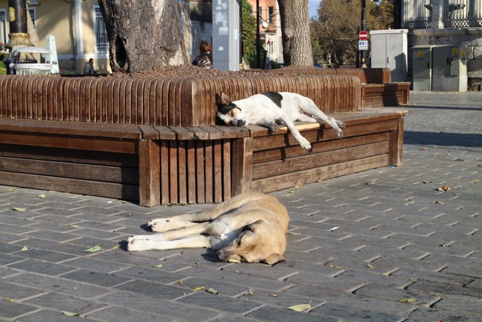 トルコの街の中の犬たち