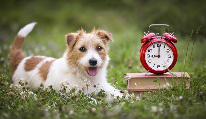 待つ犬と時計