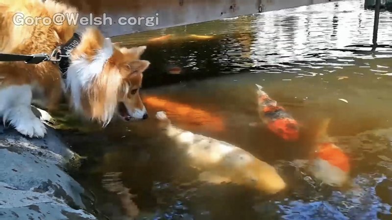 鯉に夢中の犬