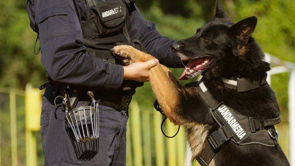 警察と犬