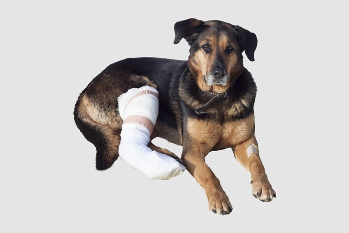 足を骨折した犬