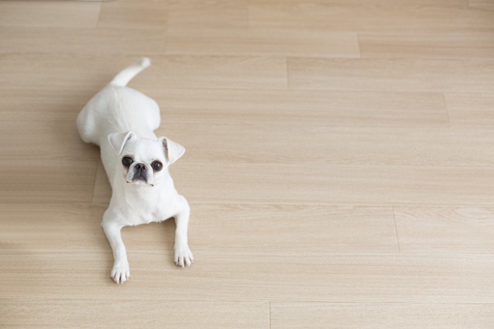 きれいな床に伏せる犬
