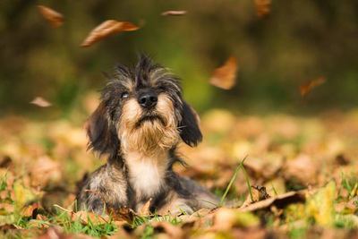 落ち葉の中で伏せるカニンヘンダックスフンドの幼犬