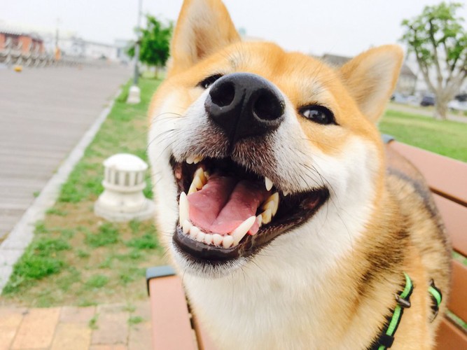 ベンチの上で笑顔を見せる柴犬