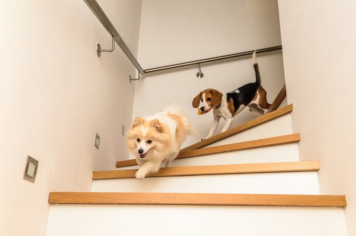 階段をかけおりる二頭の犬