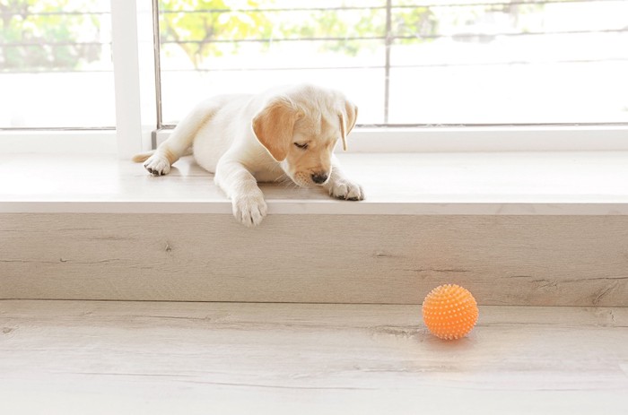 オレンジのボールを見つめる子犬