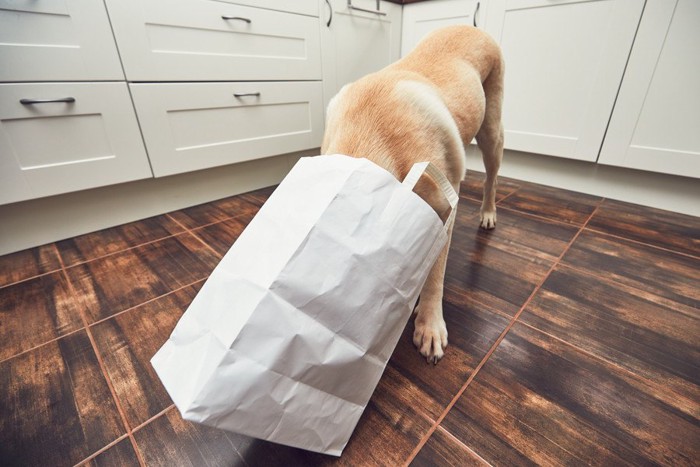 白く紙袋に顔を入れる犬