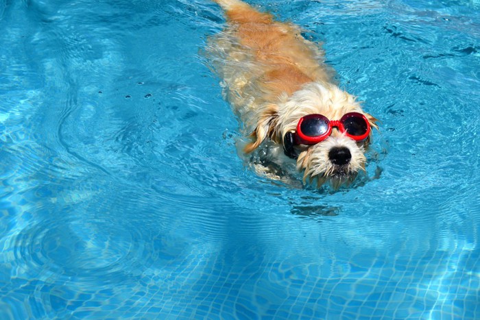 サングラスをかけて泳ぐ犬