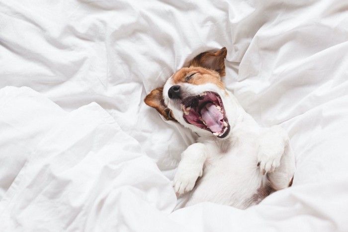 ベッドの上であくびをする犬