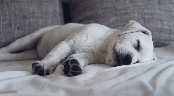 ソファーで横たわって寝るラブラドールの子犬