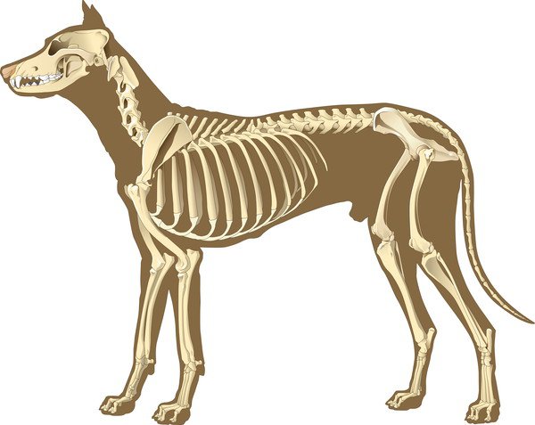 犬の骨格