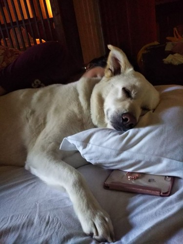 枕とベッドを占領して寝る犬