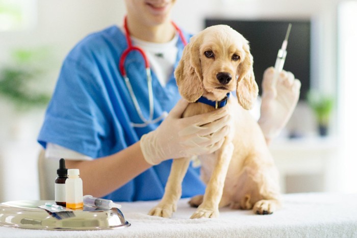 ワクチン接種を待つ犬