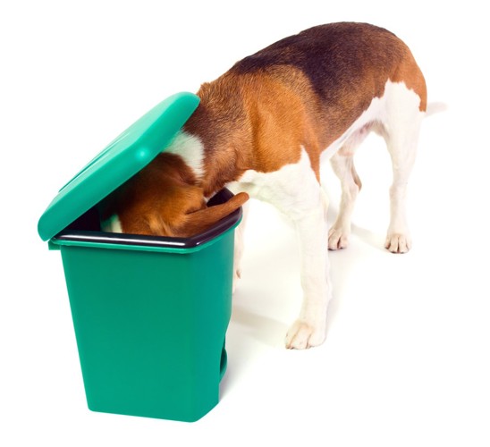 ゴミ箱を漁る犬
