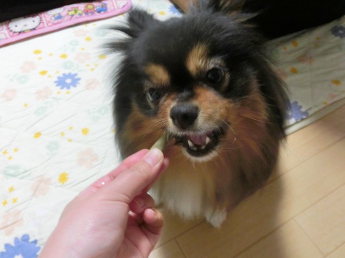 歯磨きガムを食べる犬