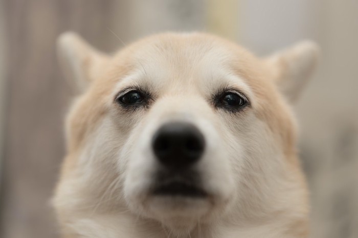 悲しげな表情の白い犬