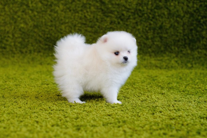 緑のカーペットに立つ白いポメラニアンの子犬