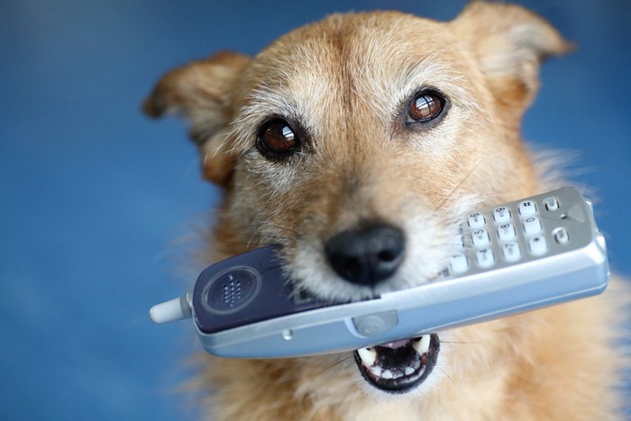 電話の子機を咥える犬