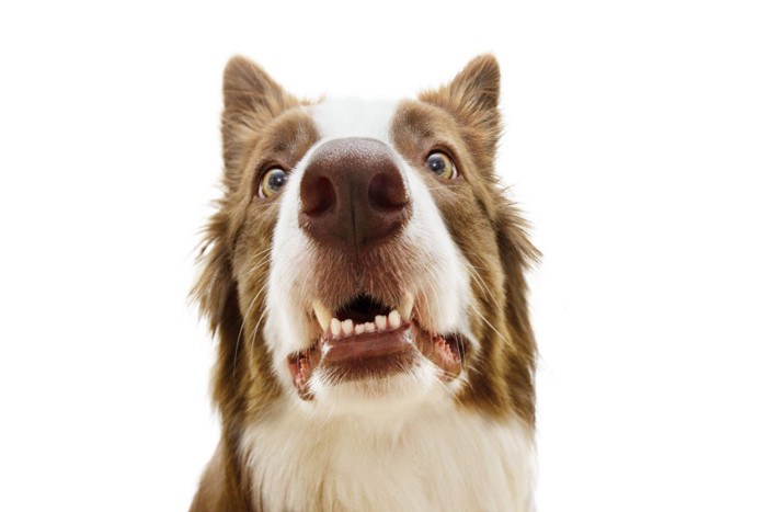 歯を見せるびっくり顔の犬