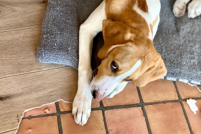 床の敷物を噛みちぎる犬