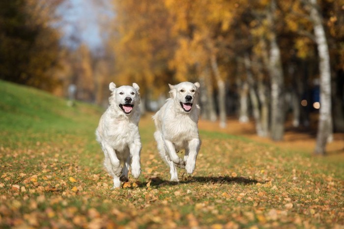 2匹の白い犬が公園を走っている