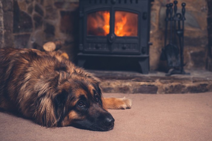 暖房に当たる犬