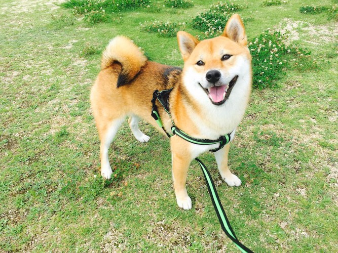 散歩中に笑顔を見せる柴犬