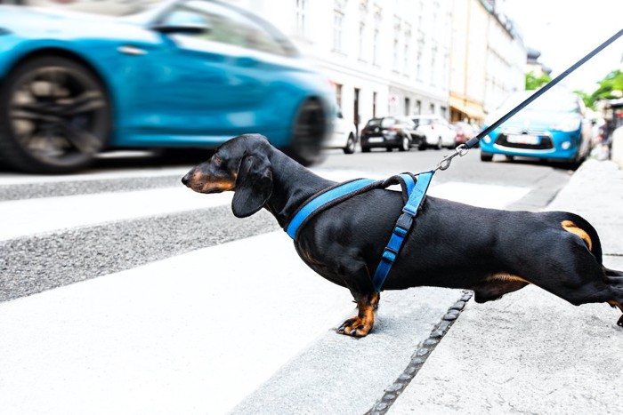 交通量の多い道を散歩している犬