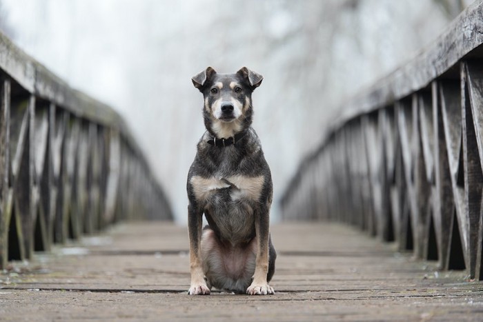 橋の真ん中に座って待つ犬