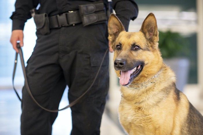 警察犬のシェパード