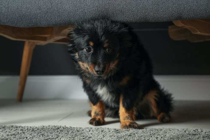 ソファの下で小さくなる子犬