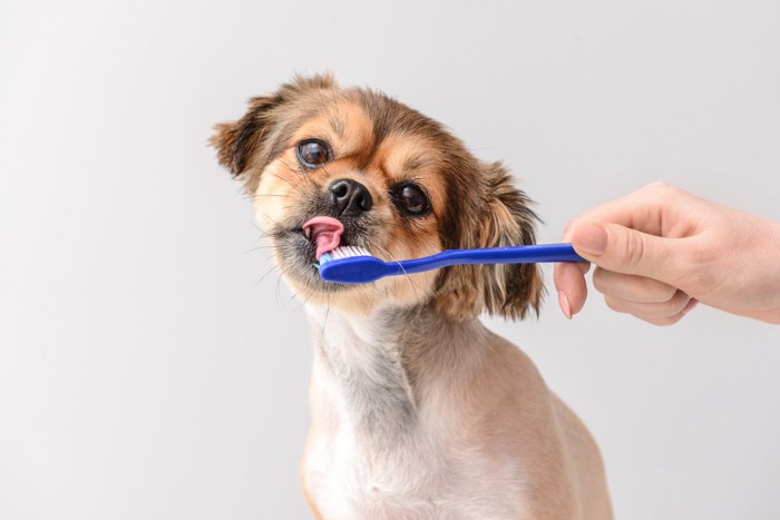歯ブラシを舐める犬
