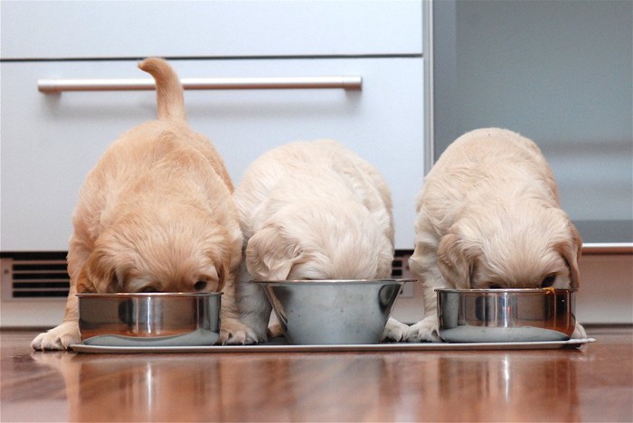 ご飯の容器に顔を突っ込みながら食べている3匹の犬