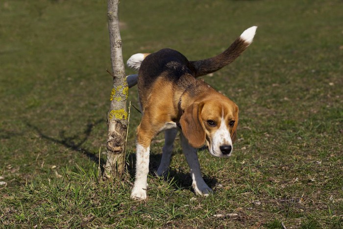 木にマーキングをするビーグル犬