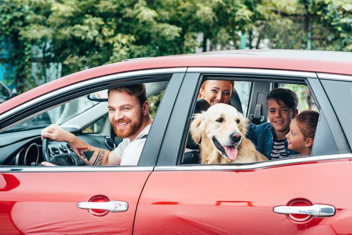 家族と一緒に車で出かける犬