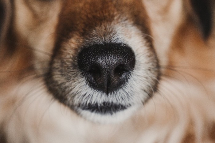 犬の鼻と口のアップ