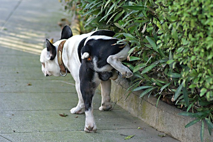 散歩中に垣根におしっこをする犬